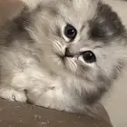 قطط سكوتش للبيع