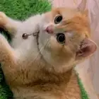 قط بريتيش بيور مسجل