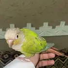 كنيور اناناس