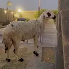 فحل حري ينسف و منتج
