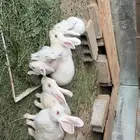 ارانب فرنسيه