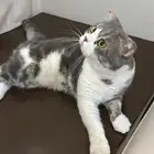 قطط