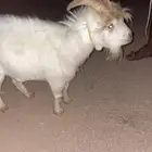 ماعز