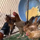 موجود دجاج للبيع