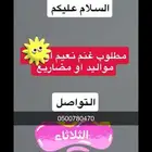 مطلوب غنم نعيم مضاريع او مواليد