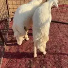 2 طليان حريه