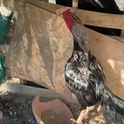 ديك باكستاني (( تم البيع خارج الموقع ))