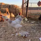 للبيع دجاج كولمبي دم صافي العدد 4دجاج 2 ديك