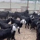 معزا