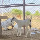 جفره كحلا