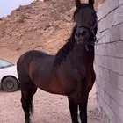 حصان عربي حفيد مروان الشقب