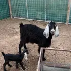 عنز تحتها جفره