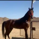 مهر شعبي