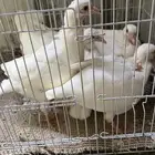 زغاليل حمام فرنسي