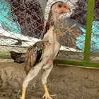 شامو يباني تم البيع