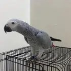 كاسكو