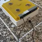 فقاسة للبيع