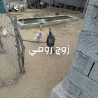 زوج رومي مع فرخ