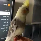 ببغاء كروان