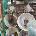 حمام