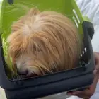 كلب من سلالة لاسا أبسو