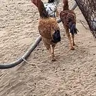 دجاج باكستانية مع ثلاثة