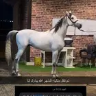 حصان واهو ركوب طرب الحصان باختصار شيخ ما شاء الله عليه