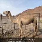 ناقه للبيع