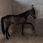 مهره عربية شعبية