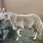 فحل حري مشروط