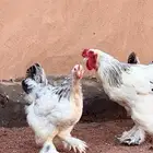 دجاج براهما كولنبي