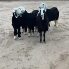 رخال نجد جبره