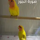زوج روز لاتينو مع فرخين