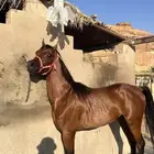 حصان