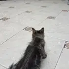 قطة صغيرة للتبني