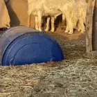 فحول حري
