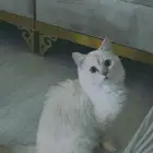 قط للبيع