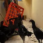 طقم شامو دم هزاز