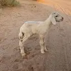 حري