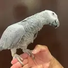 للبيع كاسكو اليف تم البيع