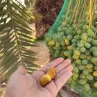 نخل طلع نخل تمر