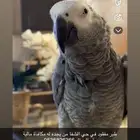 طير مفقود كاسكو في حي الشفا الي يحصله له مكافأة مالية