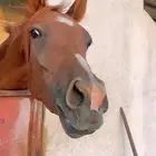 فرس شعبيه شيخه