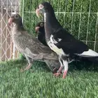 حمام مراسيل مرسلات