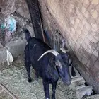 شاه حايل للبيع