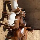 تيوس حص