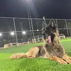 كلب جيرمن شيبرد شولاين انثى