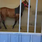 حصان