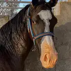 مهر ادهم
