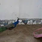 زوج طاوؤس ذكر وانثى العمر كبيره ونظيفه ولا يجي الا صامل